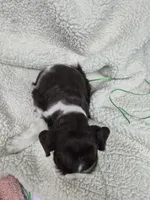 Blue eye liver parti , a male Miniature Schnauzer for sale in Mount Carmel, TN – Photo 4 of 6