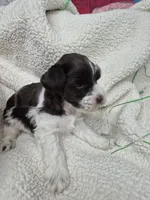 Blue eye liver parti , a male Miniature Schnauzer for sale in Mount Carmel, TN – Photo 2 of 6