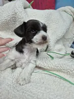 Blue eye liver parti , a male Miniature Schnauzer for sale in Mount Carmel, TN – Photo 3 of 6