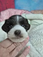 Blue eye liver parti , a male Miniature Schnauzer for sale in Mount Carmel, TN – Photo 5 of 6