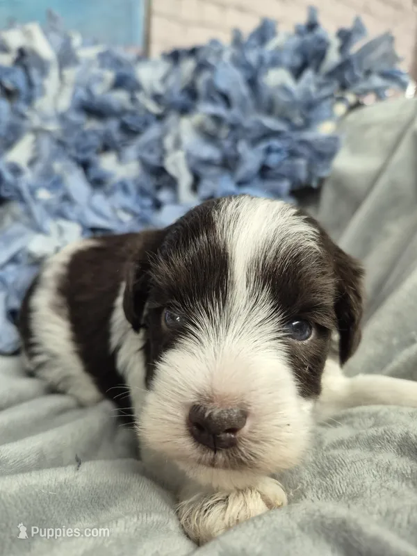 Blue eyes – Miniature Schnauzer puppy for sale in Mount Carmel, TN