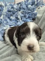 Blue eyes, a male Miniature Schnauzer for sale in Mount Carmel, TN – Photo 4 of 4