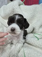 Blue eye liver parti , a male Miniature Schnauzer for sale in Mount Carmel, TN – Photo 1 of 6