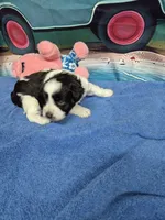 Black and White parti , a male Miniature Schnauzer for sale in Mount Carmel, TN – 2 of 5