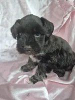 Truffle one blue eye , a female Miniature Schnauzer for sale in Mount Carmel, TN – 4 of 4