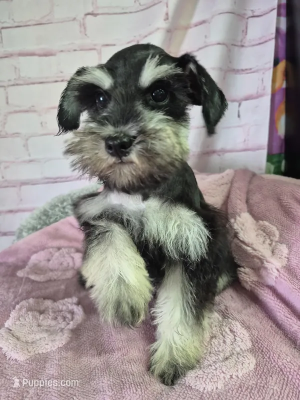 Black and silver female 🐾🐾, a female Miniature Schnauzer for sale in Mount Carmel, TN – Photo 1 of 4