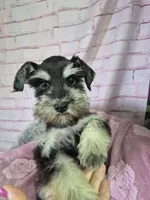 Black and silver female 🐾🐾, a female Miniature Schnauzer for sale in Mount Carmel, TN – Photo 3 of 4