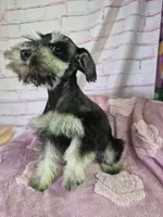 Black and silver female 🐾🐾, a female Miniature Schnauzer for sale in Mount Carmel, TN – Photo 4 of 4