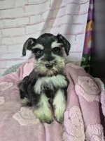 Black and silver female 🐾🐾, a female Miniature Schnauzer for sale in Mount Carmel, TN – Photo 2 of 4