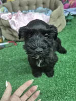Black girl, a female Miniature Schnauzer for sale in Mount Carmel, TN – 4 of 4