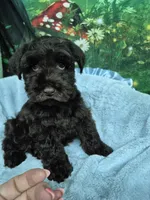 Hershey , a male Miniature Schnauzer for sale in Mount Carmel, TN – 4 of 4