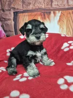 Silver, a male Miniature Schnauzer for sale in Mount Carmel, TN – Photo 6 of 6