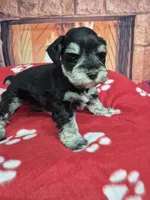 Silver, a male Miniature Schnauzer for sale in Mount Carmel, TN – Photo 1 of 6
