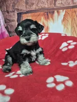 Silver, a male Miniature Schnauzer for sale in Mount Carmel, TN – Photo 5 of 6