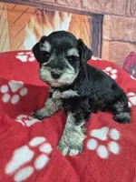 Silver, a male Miniature Schnauzer for sale in Mount Carmel, TN – Photo 3 of 6