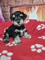 Silver, a male Miniature Schnauzer for sale in Mount Carmel, TN – Photo 4 of 6