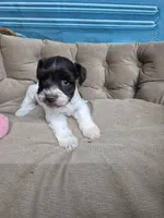Black and White parti , a female Miniature Schnauzer for sale in Mount Carmel, TN – 3 of 4