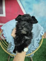 Lil bit teacup, a male Miniature Schnauzer for sale in Mount Carmel, TN – 2 of 7