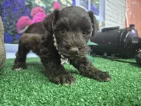 Chocolate baby girl, a female Miniature Schnauzer for sale in Mount Carmel, TN – 2 of 4