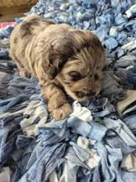 Chocolate merle , a male Miniature Schnauzer for sale in Mount Carmel, TN – 3 of 5