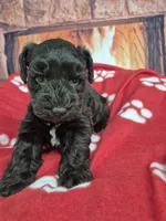 Hershy, a male Miniature Schnauzer for sale in Mount Carmel, TN – Photo 4 of 6