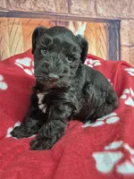 Hershy, a male Miniature Schnauzer for sale in Mount Carmel, TN – Photo 3 of 6