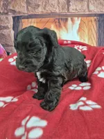 Hershy, a male Miniature Schnauzer for sale in Mount Carmel, TN – Photo 6 of 6