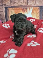 Hershy, a male Miniature Schnauzer for sale in Mount Carmel, TN – Photo 5 of 6