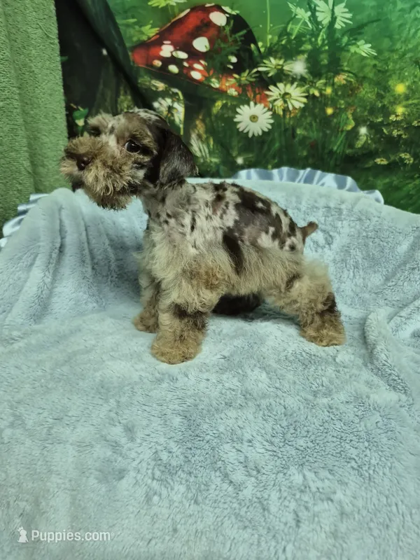 Chocolate merle  – Miniature Schnauzer puppy for sale in Mount Carmel, TN