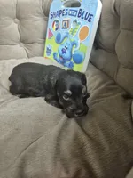 Liver Tan baby, a female Miniature Schnauzer for sale in Mount Carmel, TN – 2 of 3