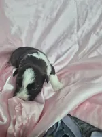 Kimmy, a female Miniature Schnauzer for sale in Mount Carmel, TN – 2 of 5