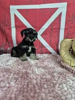 Black and silver, a male Standard Schnauzer for sale in Mount Carmel, TN – Photo 3 of 4