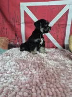 Black and silver, a male Standard Schnauzer for sale in Mount Carmel, TN – Photo 1 of 4