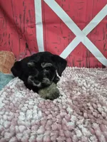 Black and silver, a male Standard Schnauzer for sale in Mount Carmel, TN – Photo 2 of 4