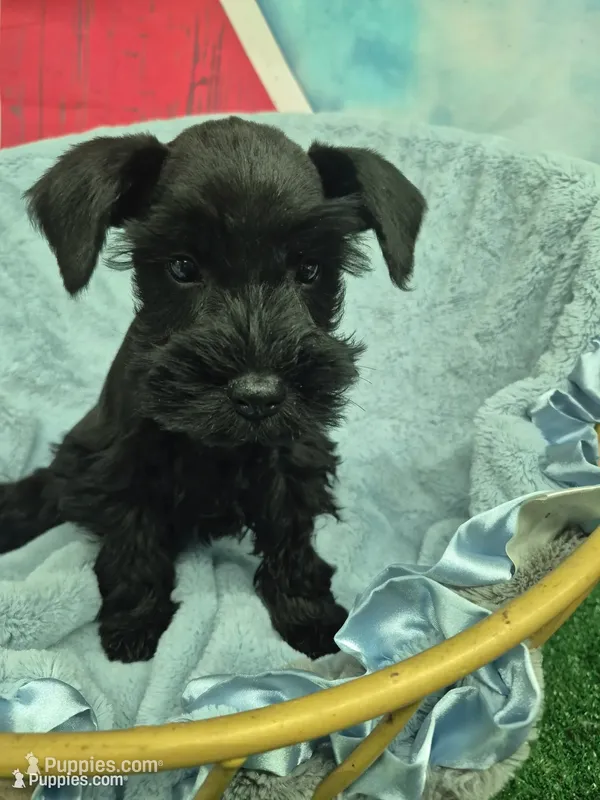 Black boy  – Miniature Schnauzer puppy for sale in Mount Carmel, TN