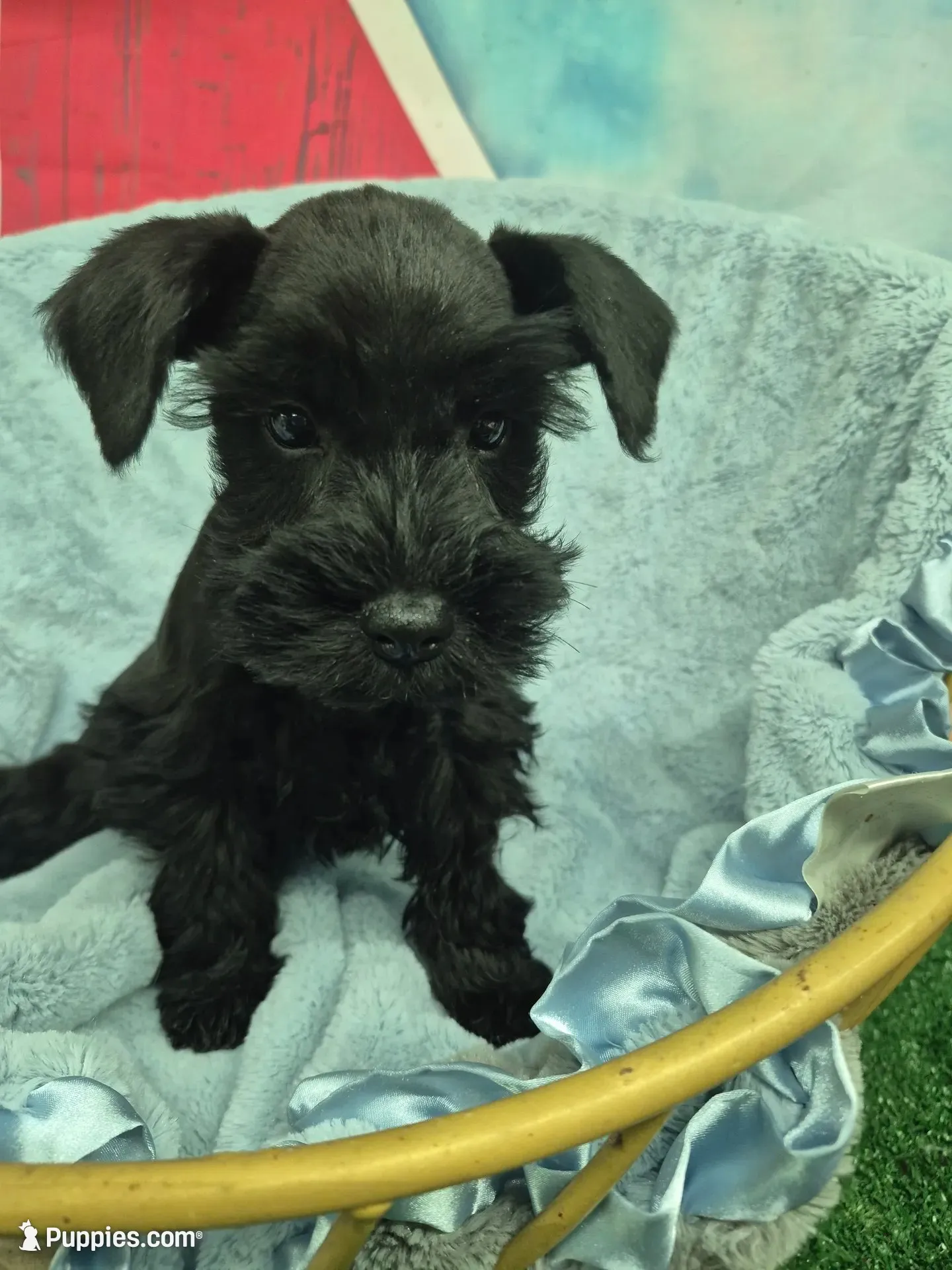 Black boy , a male Miniature Schnauzer for sale in Mount Carmel, TN – 1 of 5