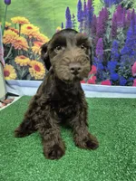 Choco, a male Miniature Schnauzer for sale in Mount Carmel, TN – 5 of 5