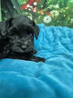 One blue eye, a male Miniature Schnauzer for sale in Mount Carmel, TN – 7 of 8