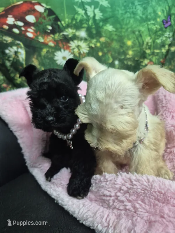Little bit teacup blue eyes  – Miniature Schnauzer puppy for sale in Mount Carmel, TN