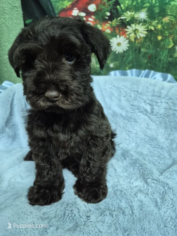 Moondust – Miniature Schnauzer puppy for sale in Mount Carmel, TN