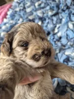 Chocolate merle , a male Miniature Schnauzer for sale in Mount Carmel, TN – 4 of 5