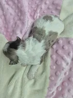 Jewel, a female Miniature Schnauzer for sale in Mount Carmel, TN – Photo 3 of 3