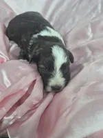 Kimmy, a female Miniature Schnauzer for sale in Mount Carmel, TN – 3 of 5