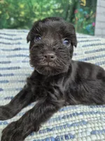 Hershey , a male Miniature Schnauzer for sale in Mount Carmel, TN – 1 of 4
