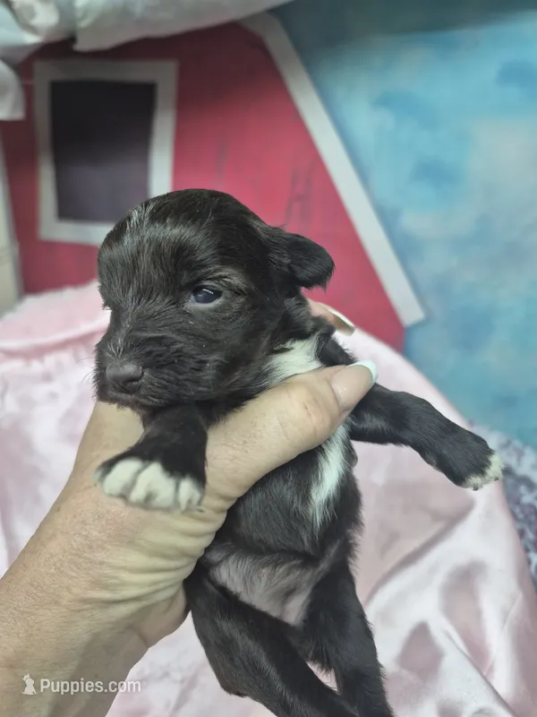 Truffles  – Miniature Schnauzer puppy for sale in Mount Carmel, TN