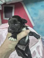 Truffles , a female Miniature Schnauzer for sale in Mount Carmel, TN – 1 of 6