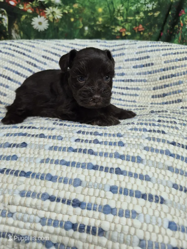 Carmen – Miniature Schnauzer puppy for sale in Mount Carmel, TN