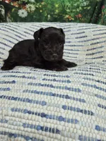 Carmen, a female Miniature Schnauzer for sale in Mount Carmel, TN – 1 of 4