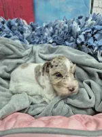 Blue eye chocolate merle, a male Miniature Schnauzer for sale in Mount Carmel, TN – Photo 1 of 5