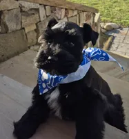 Black beauty, a male Miniature Schnauzer for sale in Mount Carmel, TN – 1 of 3